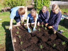 Gardening Club Encourage The Bees