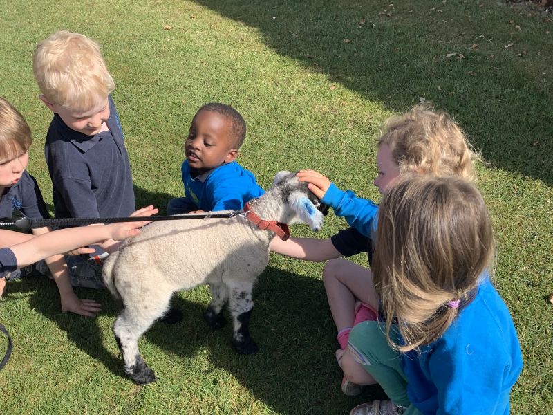 Visiting Lambs
