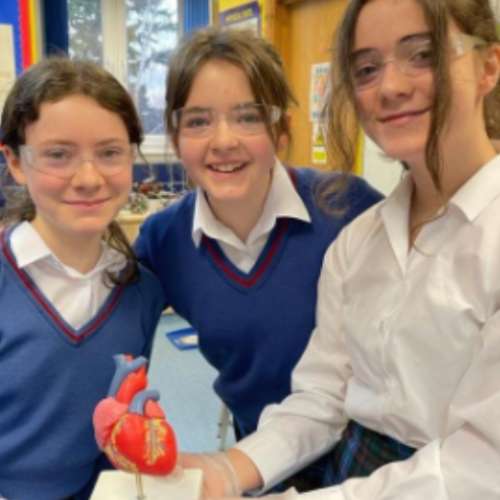 Form 7 Dissection Of The Heart